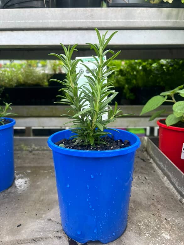 Rosemary Tuscan Blue image 3