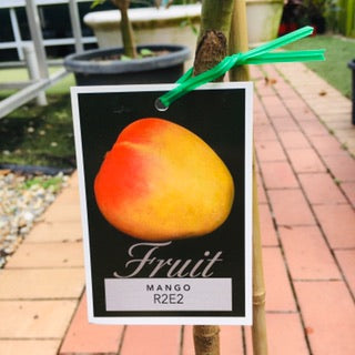 Mango R2E2 image 0