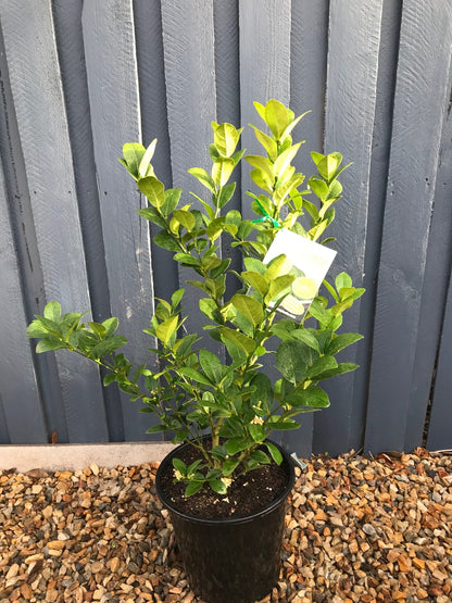 Lime (Sublime) image 1