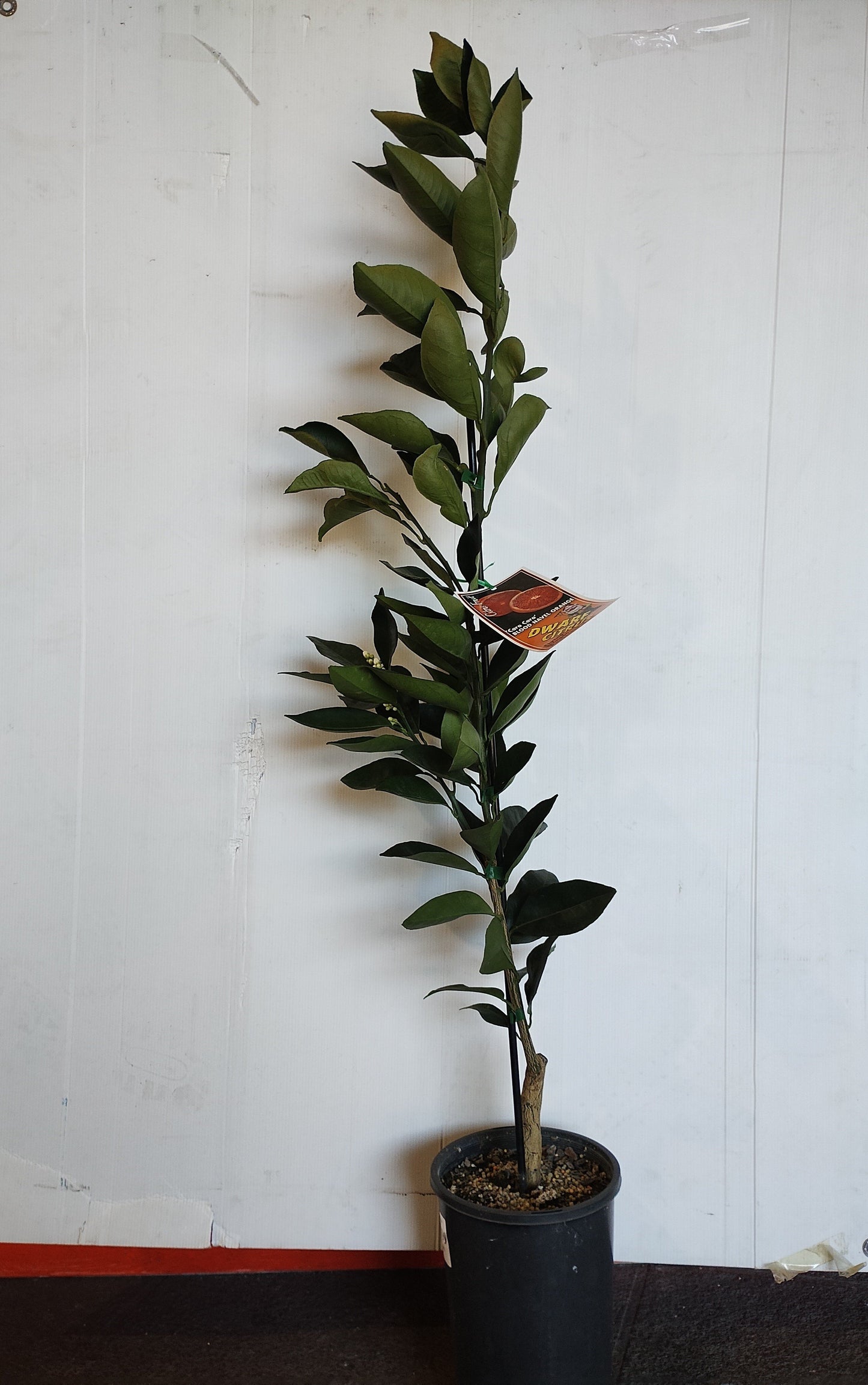 Dwarf Blood navel orange ‘Cara Cara’ image 0