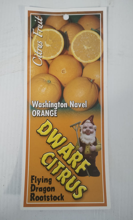 Dwarf Washington Navel Orange image 1