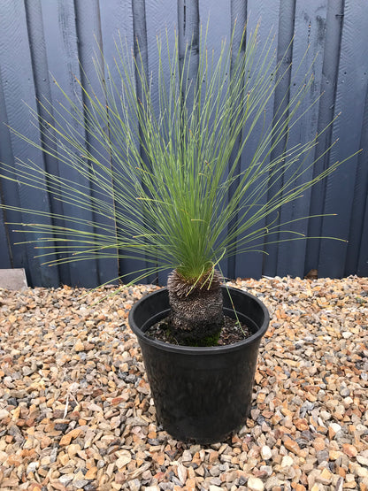 Grass Trees