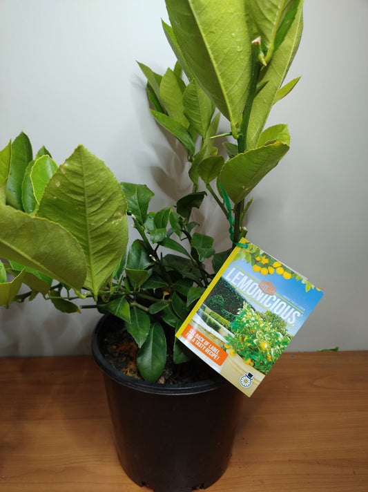 Lemon (Lemonicious) image 1