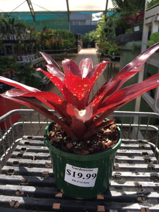 Neoregelia Dwarf 'Red Splash' image 0