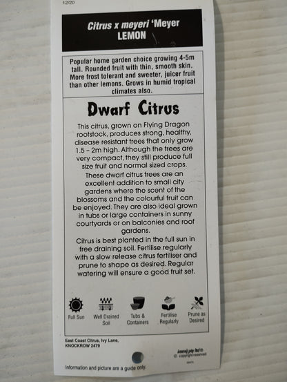 Dwarf ‘Meyer’ Lemon image 2