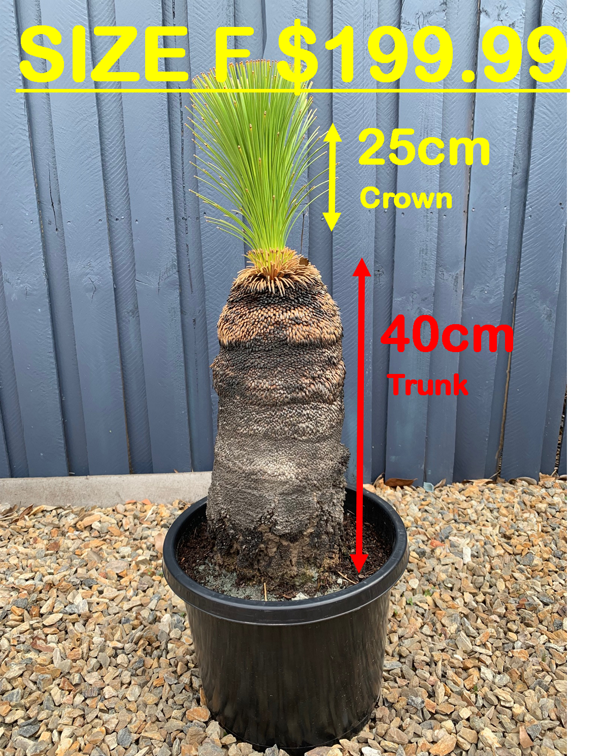 Grass Trees - F image