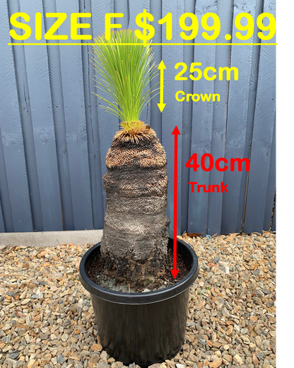 Grass Trees - F image