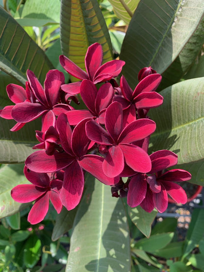 Frangipanis