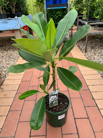Frangipanis