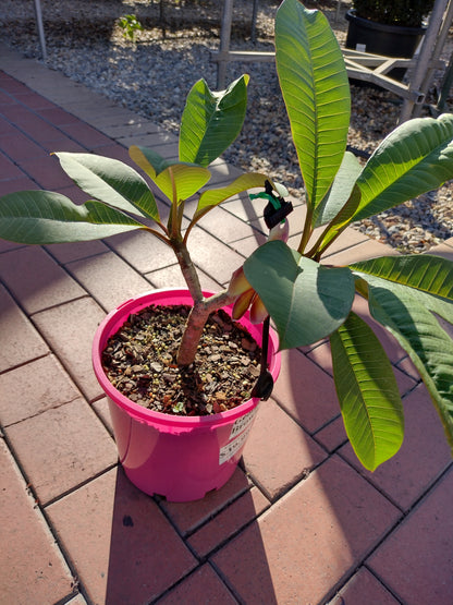 Frangipanis