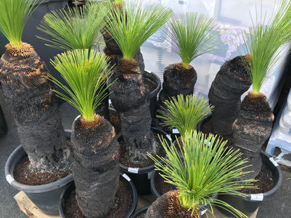 Grass Trees