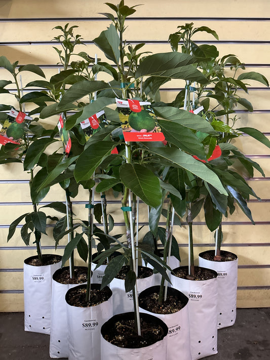 Jala JA1A Giant Avocado