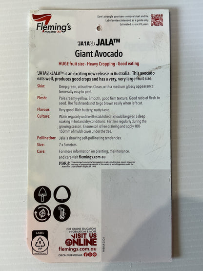 Jala JA1A Giant Avocado