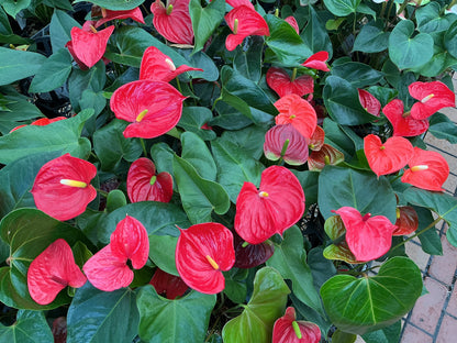 Flowering Anthurium 180mm