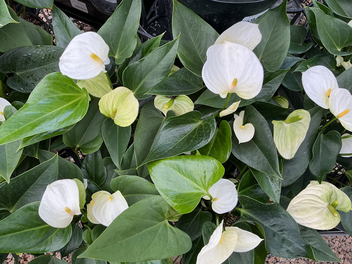 Flowering Anthurium 180mm