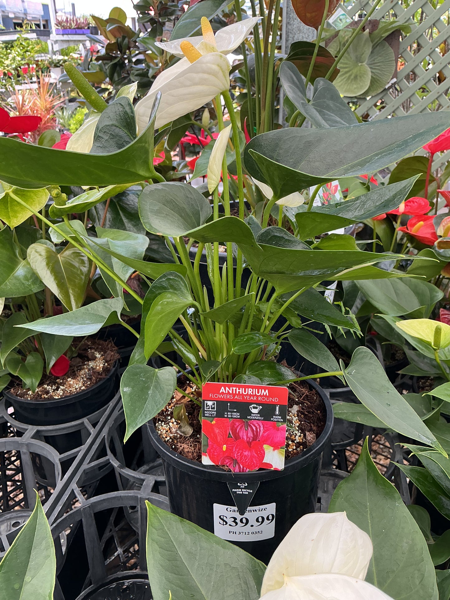 Flowering Anthurium 180mm