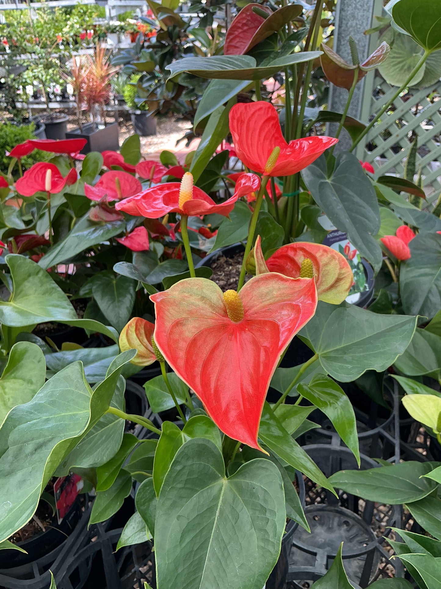 Flowering Anthurium 180mm