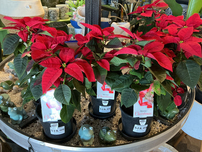 Poinsettia