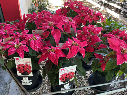 Poinsettia