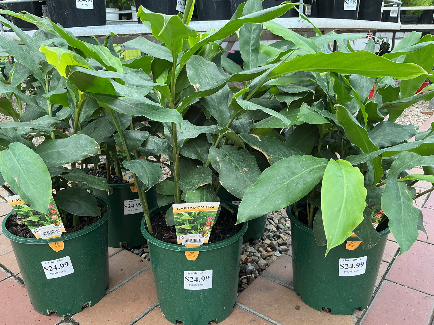 Dwarf False Cardamom