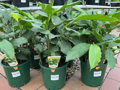 Dwarf False Cardamom