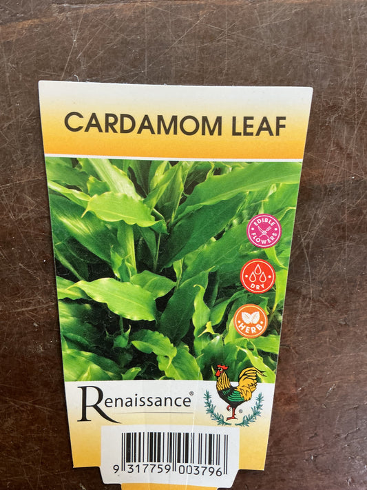 Dwarf False Cardamom