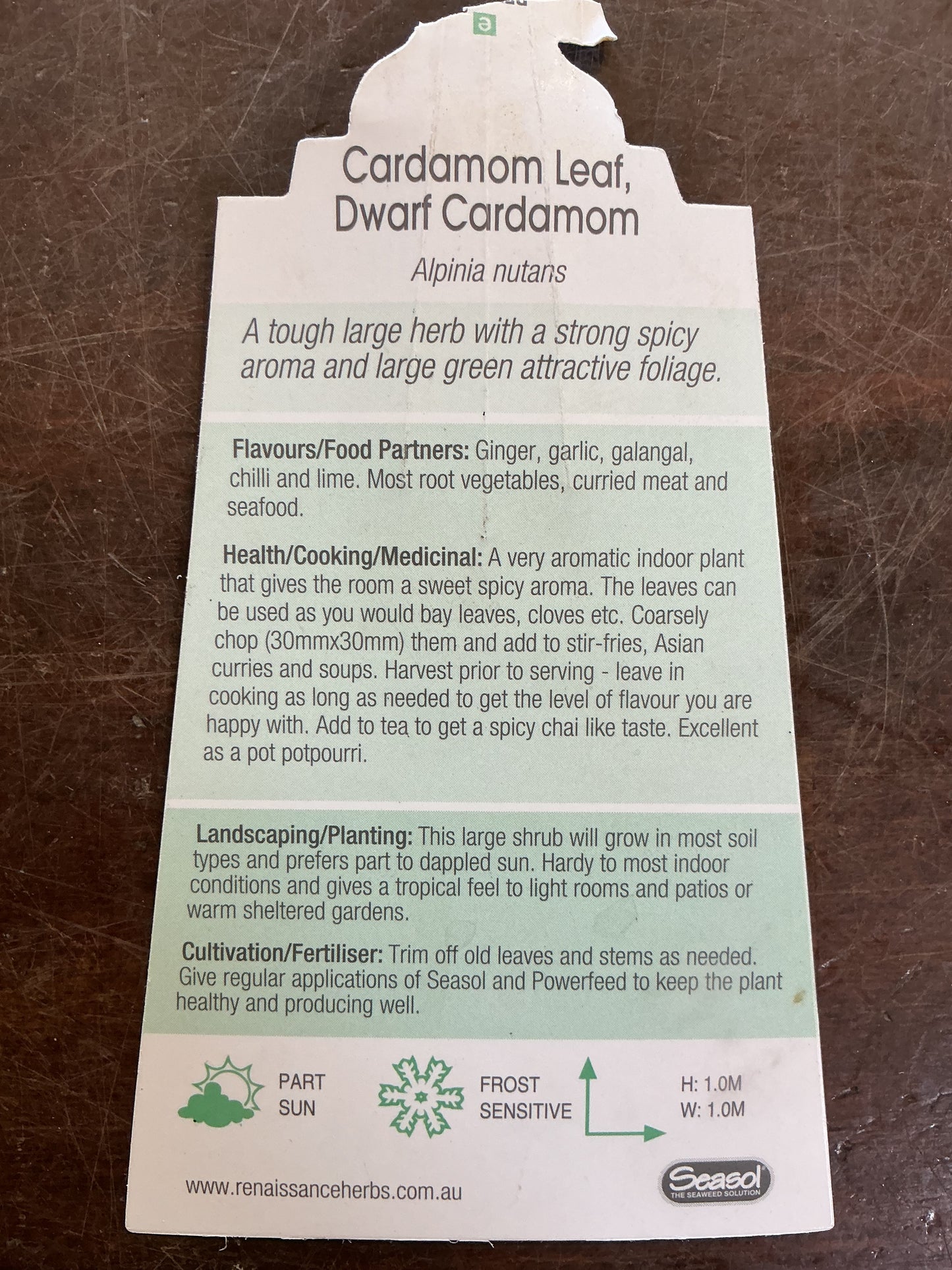 Dwarf False Cardamom