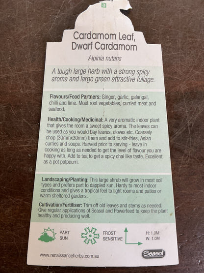 Dwarf False Cardamom