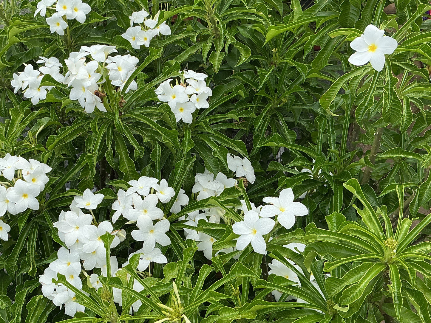 Evergreen Frangipani (Plumeria pudica)