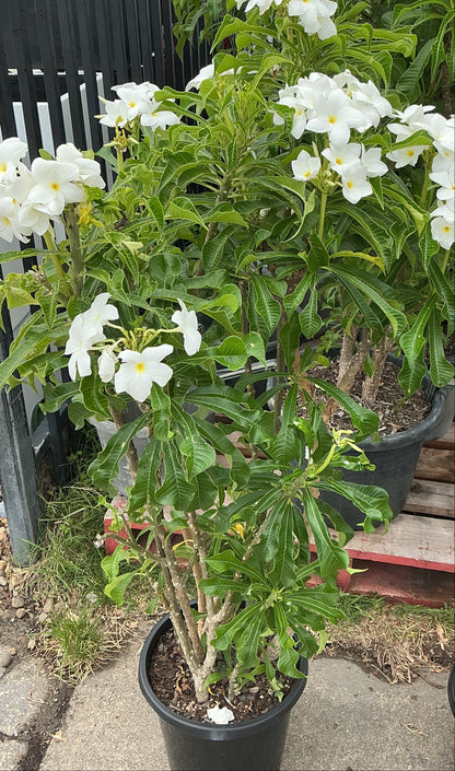 Evergreen Frangipani (Plumeria pudica)