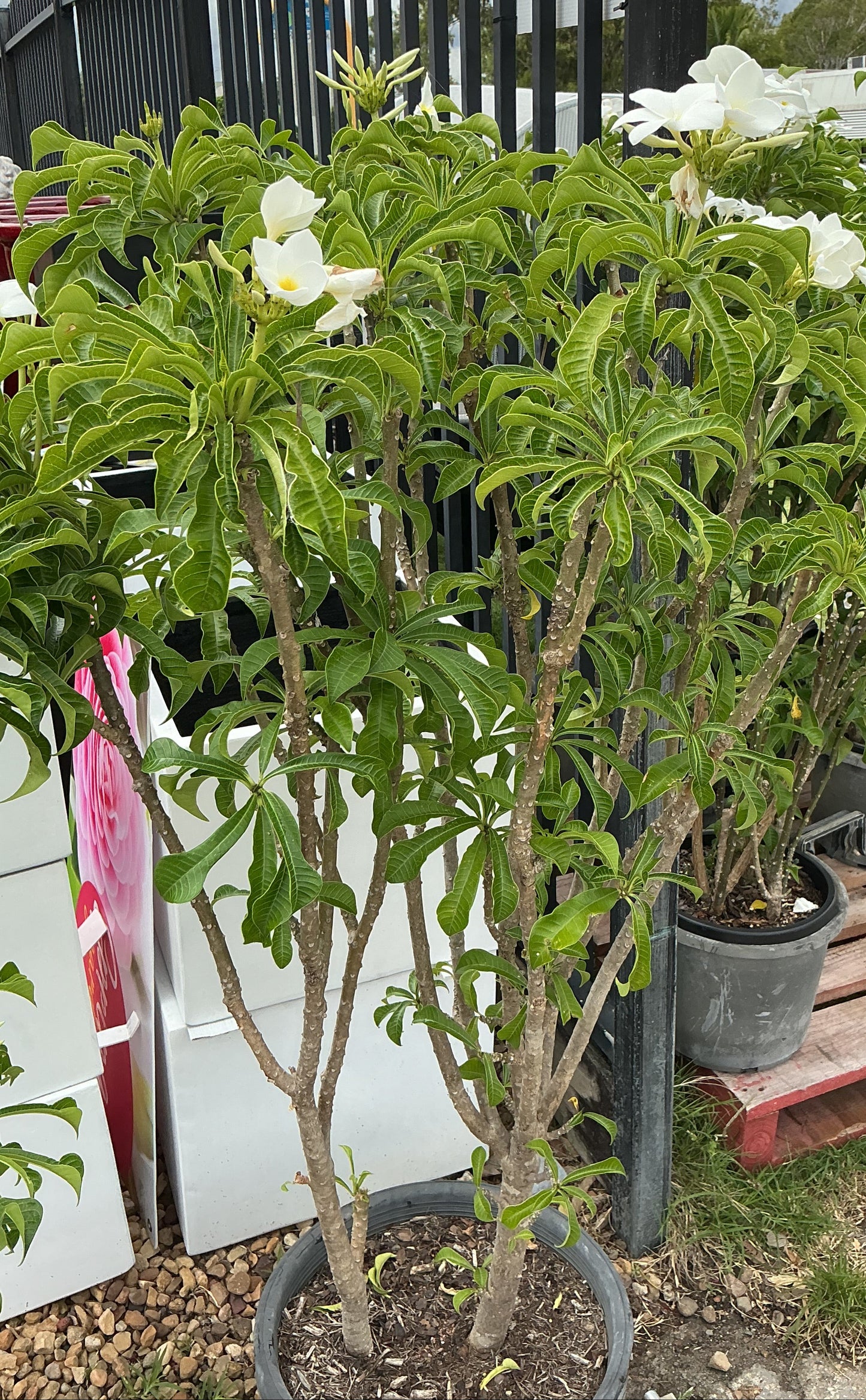 Evergreen Frangipani (Plumeria pudica)