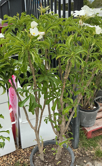 Evergreen Frangipani (Plumeria pudica)