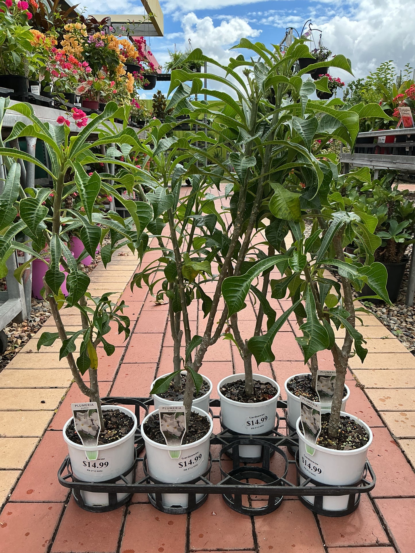 Evergreen Frangipani (Plumeria pudica)