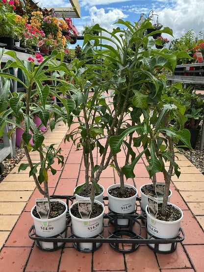 Evergreen Frangipani (Plumeria pudica)