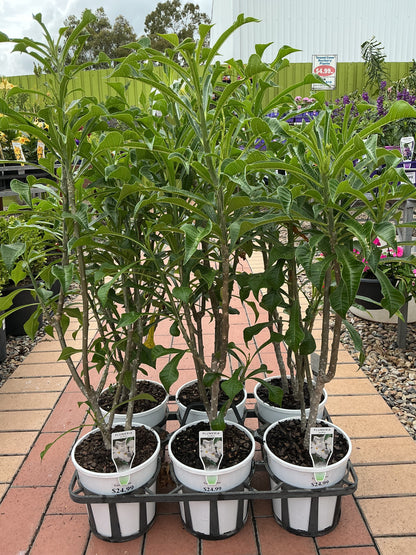 Evergreen Frangipani (Plumeria pudica)