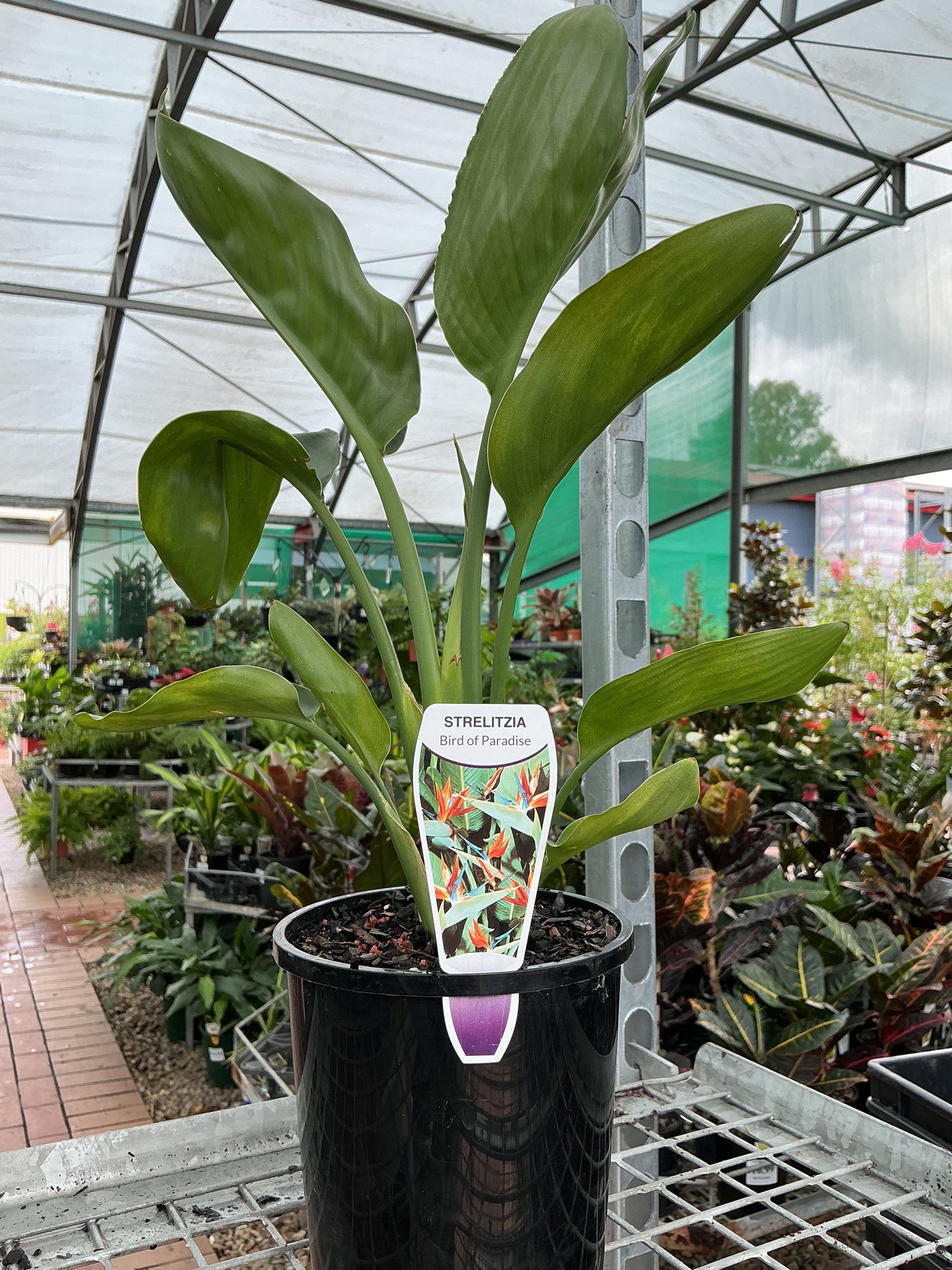 Strelitzia reginae 'Bird of Paradise'