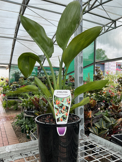Strelitzia reginae 'Bird of Paradise'