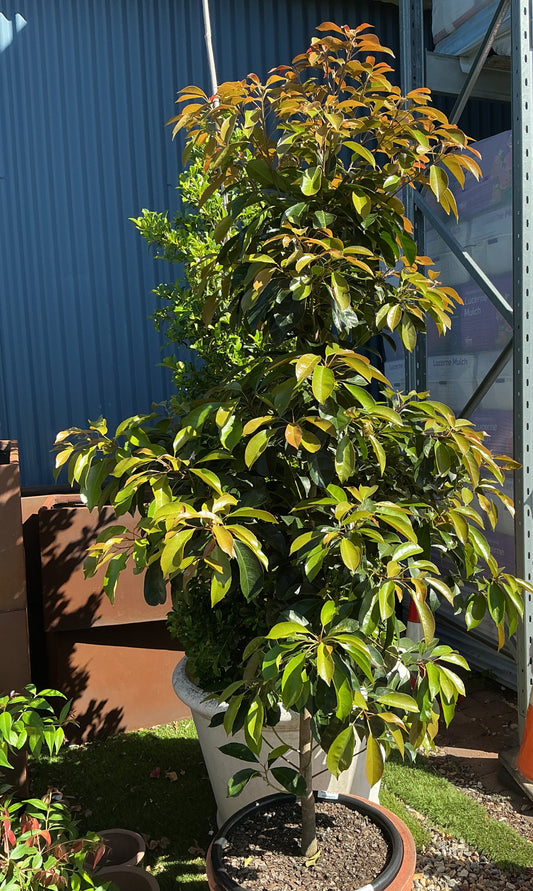 Eumundi Quandong (Eleaocarpus eumundi)