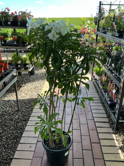 Evergreen Frangipani (Plumeria pudica)