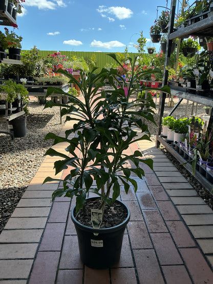 Evergreen Frangipani (Plumeria pudica)