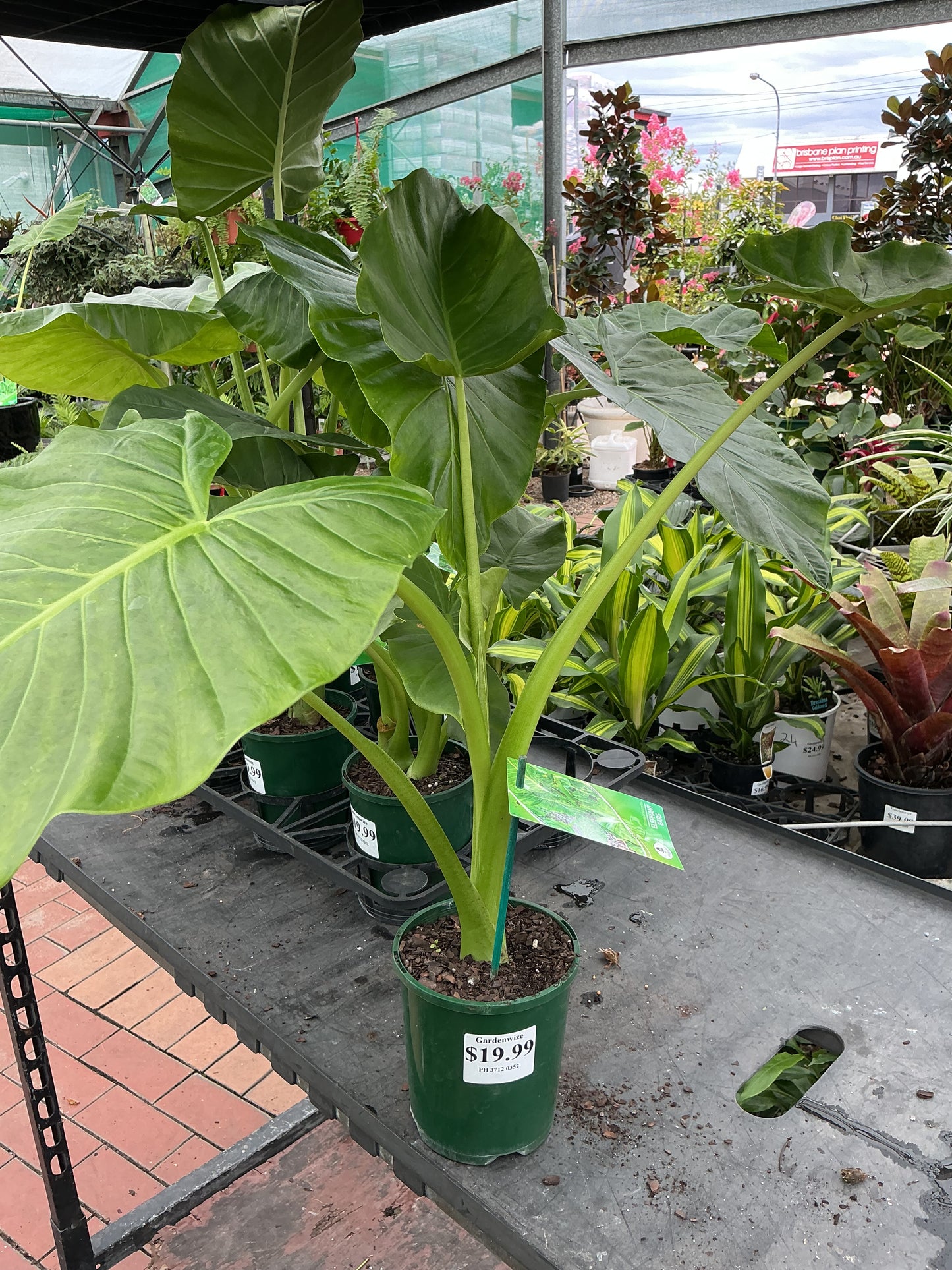 Elephant Ears (Alocasia sp.)