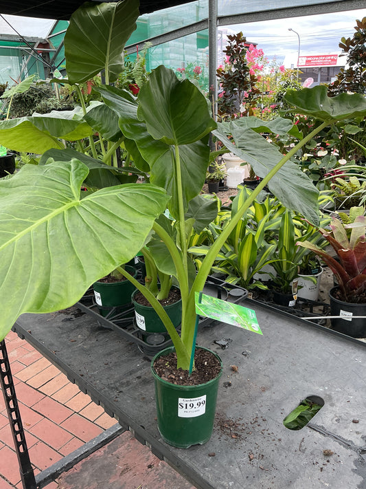 Elephant Ears (Alocasia sp.)