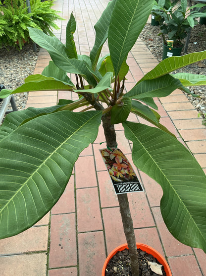 Frangipanis
