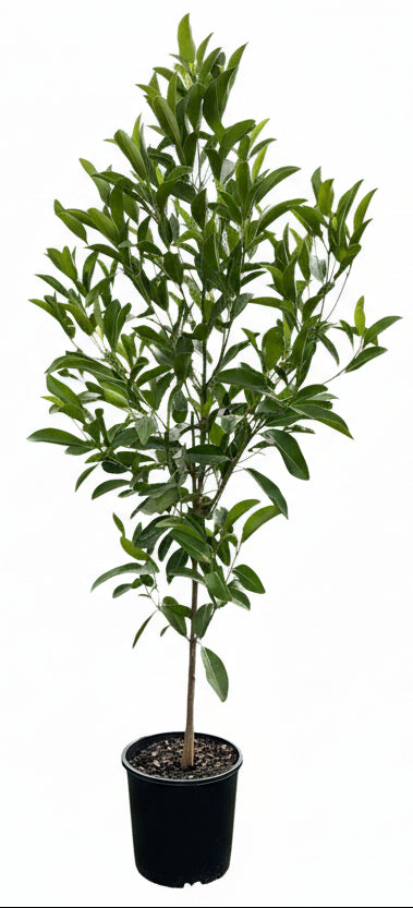 Fraser Island Apple (Acronychia imperforata)