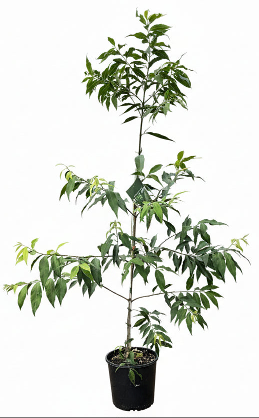 Weeping Lilly Pilly (Waterhousea floribunda) 'Green Avenue'