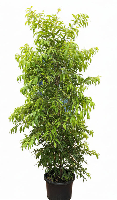 Weeping Lilly Pilly (Waterhousea floribunda) 'Warners Select'