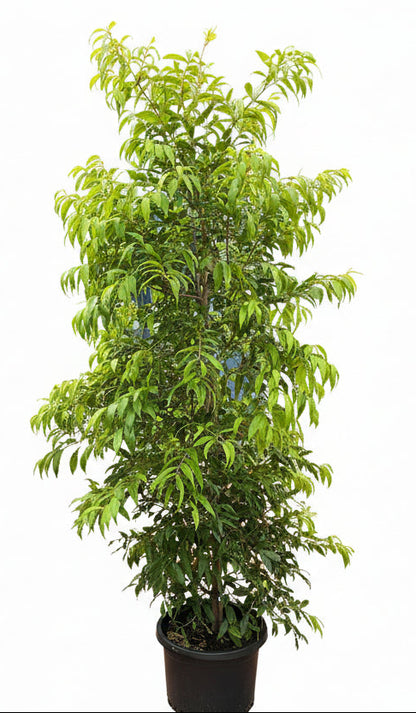 Weeping Lilly Pilly (Waterhousea floribunda) 'Warners Select'