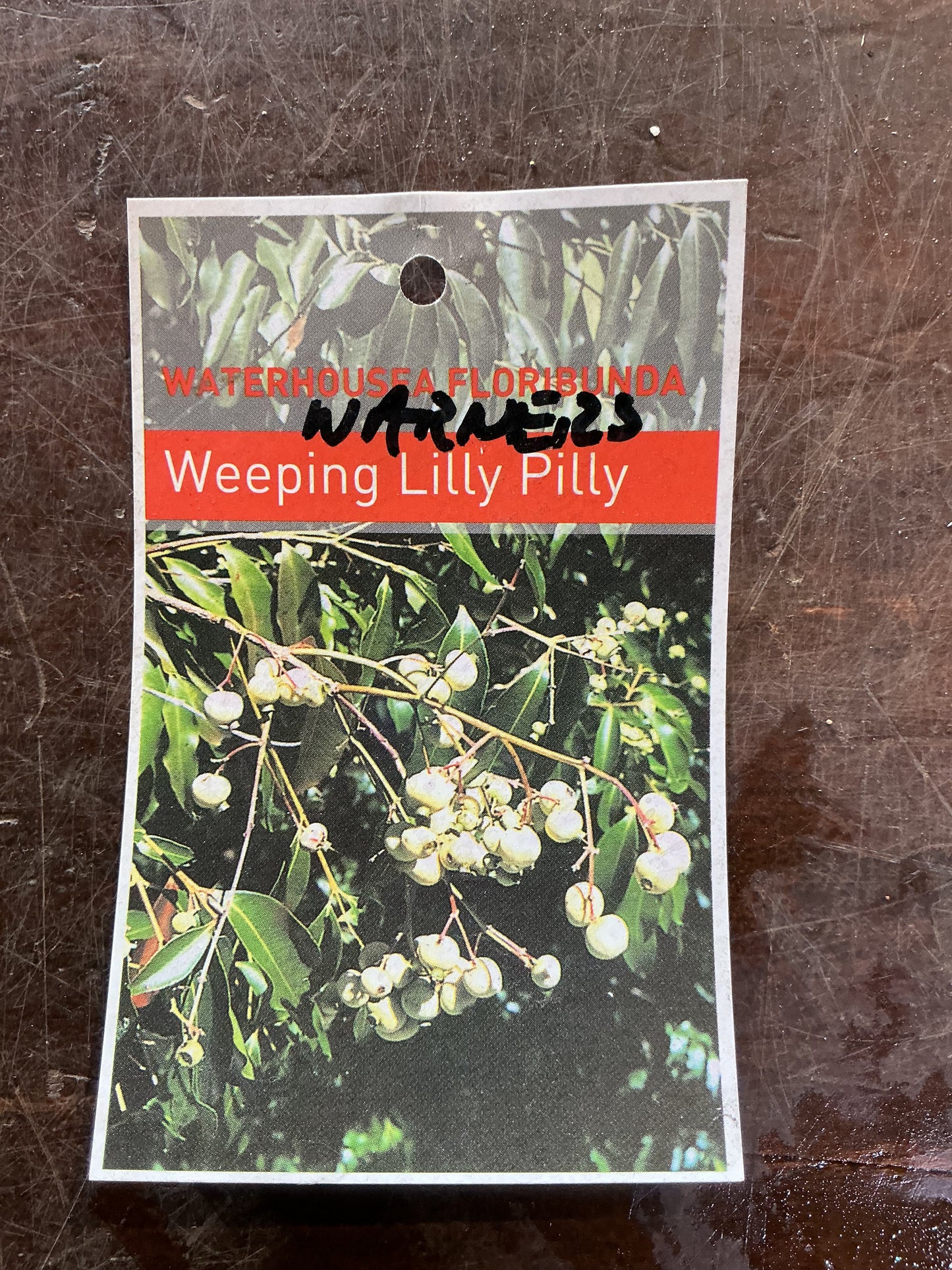 Weeping Lilly Pilly (Waterhousea floribunda) 'Warners Select'