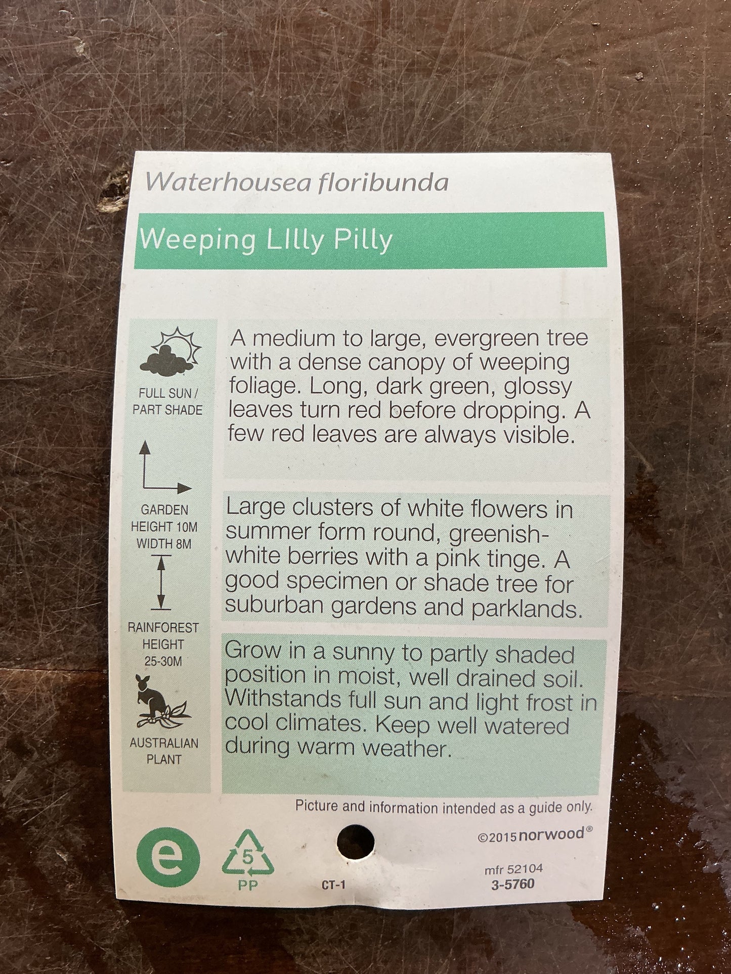 Weeping Lilly Pilly (Waterhousea floribunda) 'Warners Select'