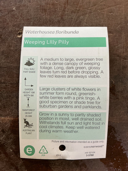 Weeping Lilly Pilly (Waterhousea floribunda) 'Warners Select'